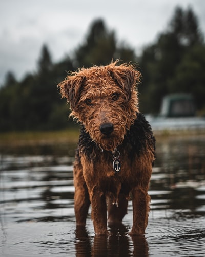 一条棕色和黑色的长毛狗在水面上行走